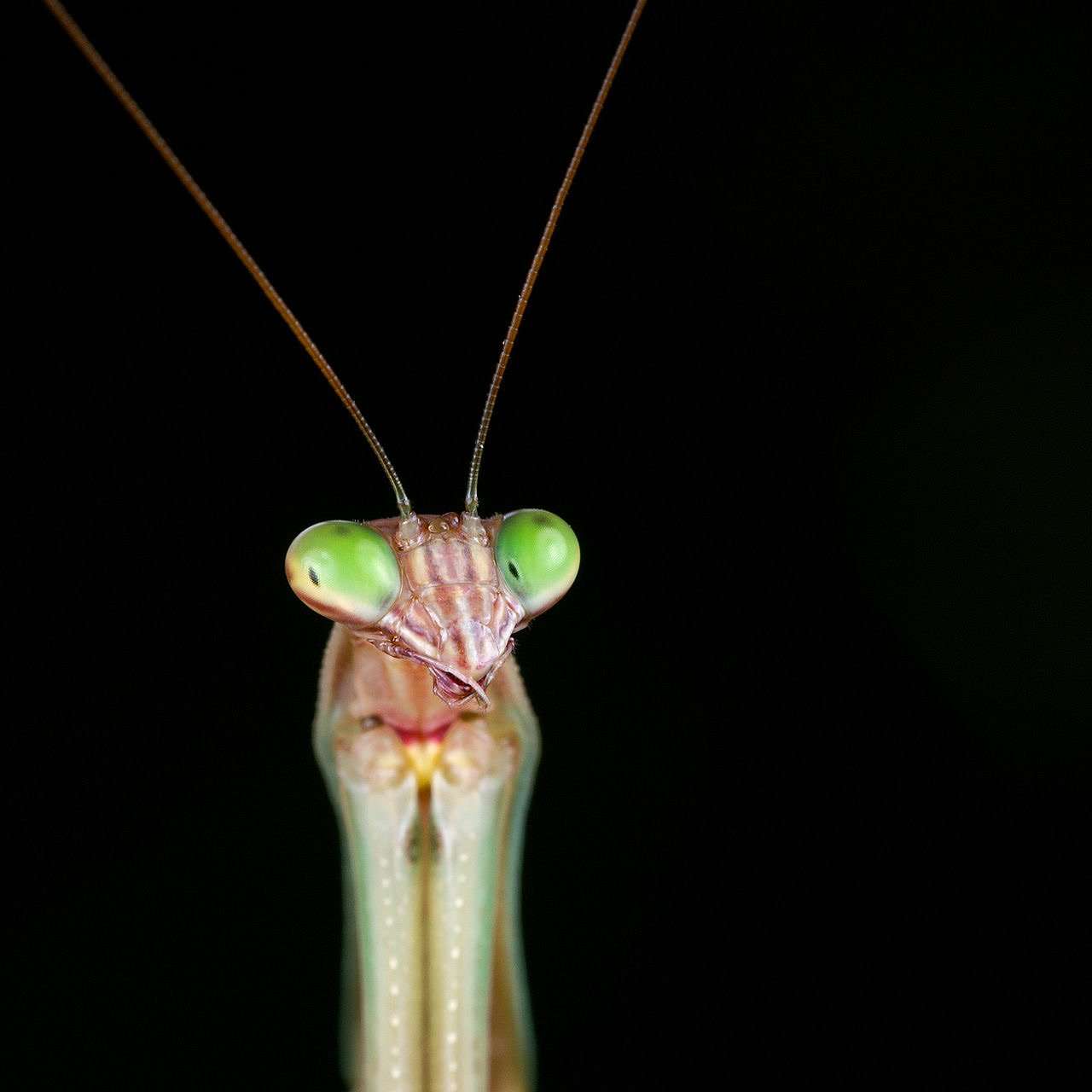 Chinese Mantis Live Nymphs T sinesesis pest control - USMANTIS