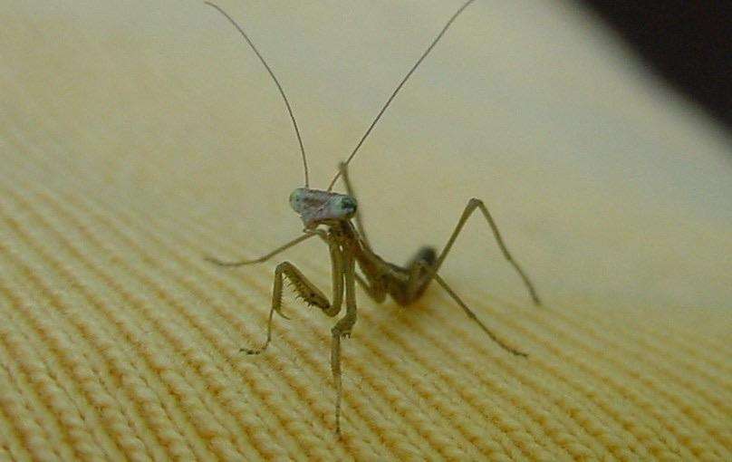 Chinese Mantis Live Nymphs T sinesesis pest control - USMANTIS