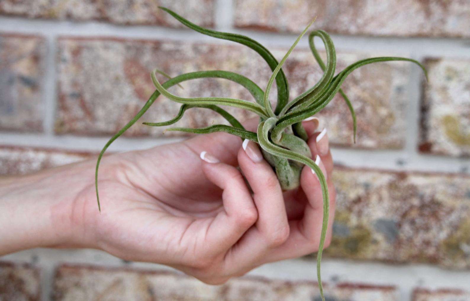 Air Plant Tillandsia Caput Medusa – USMANTIS