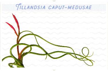 Air Plant Tillandsia Caput Medusa - USMANTIS