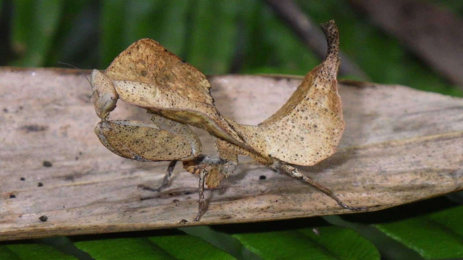 Brancsikia freyi dead leaf new species - USMANTIS