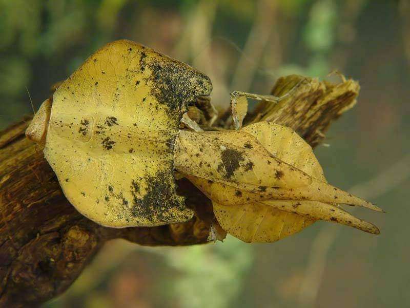 Brancsikia freyi dead leaf new species - USMANTIS