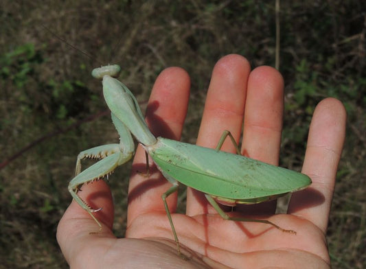 Rhombodera megaera Giant Thai praying mantis - USMANTIS