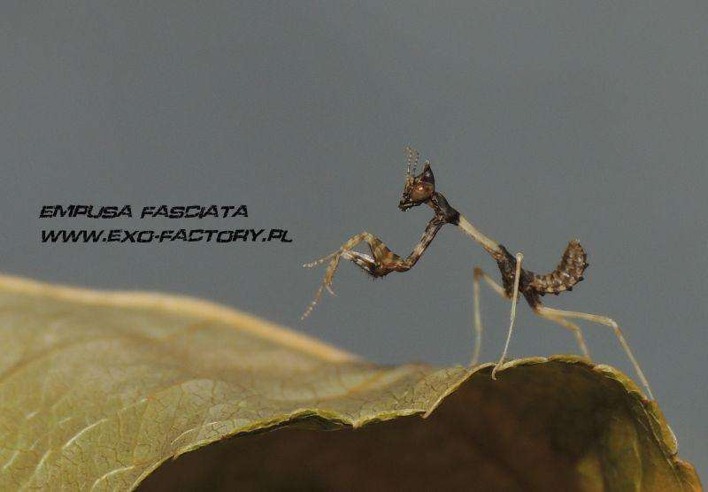 Empusa fasciata L2 - USMANTIS