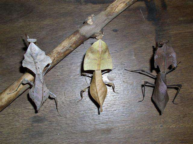 Deroplatys dessicata Dead leaf Praying mantis - USMANTIS
