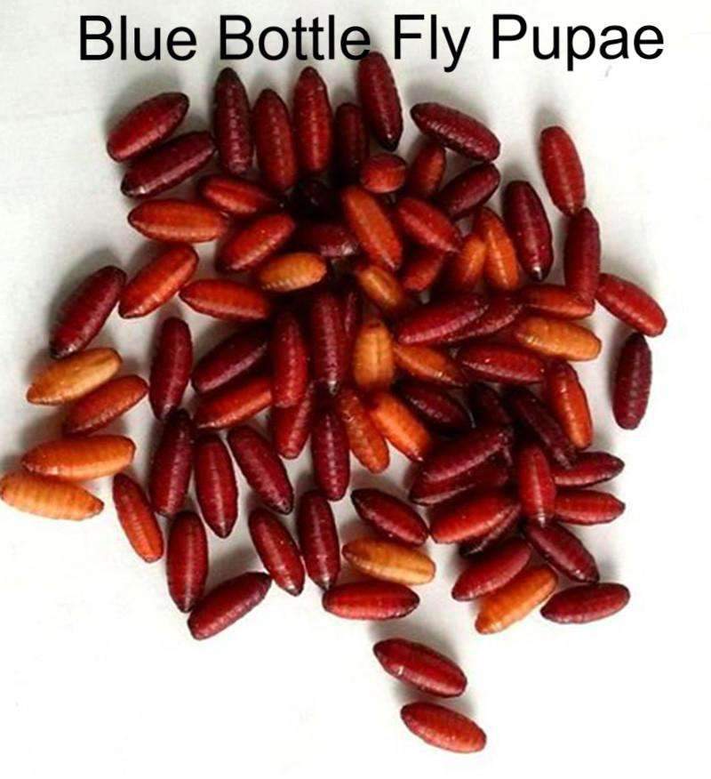 Blue bottle fly Spikes, Larvae, Grubs feeder flies. Bulk pupae - USMANTIS