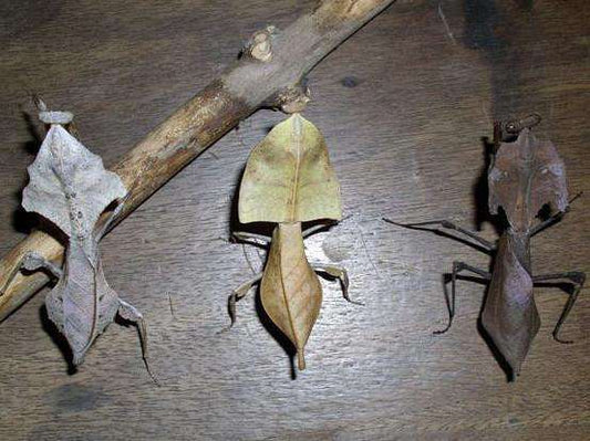 Deroplatys lobata live Dead leaf Praying mantis - USMANTIS