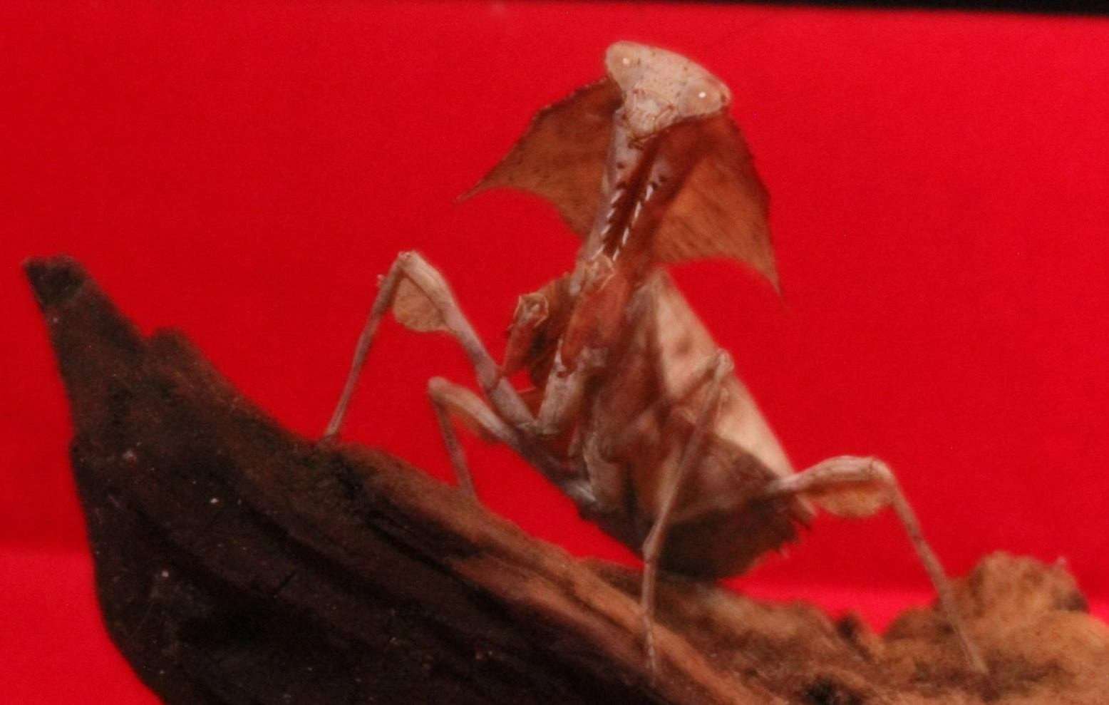 Deroplatys lobata live Dead leaf Praying mantis - USMANTIS
