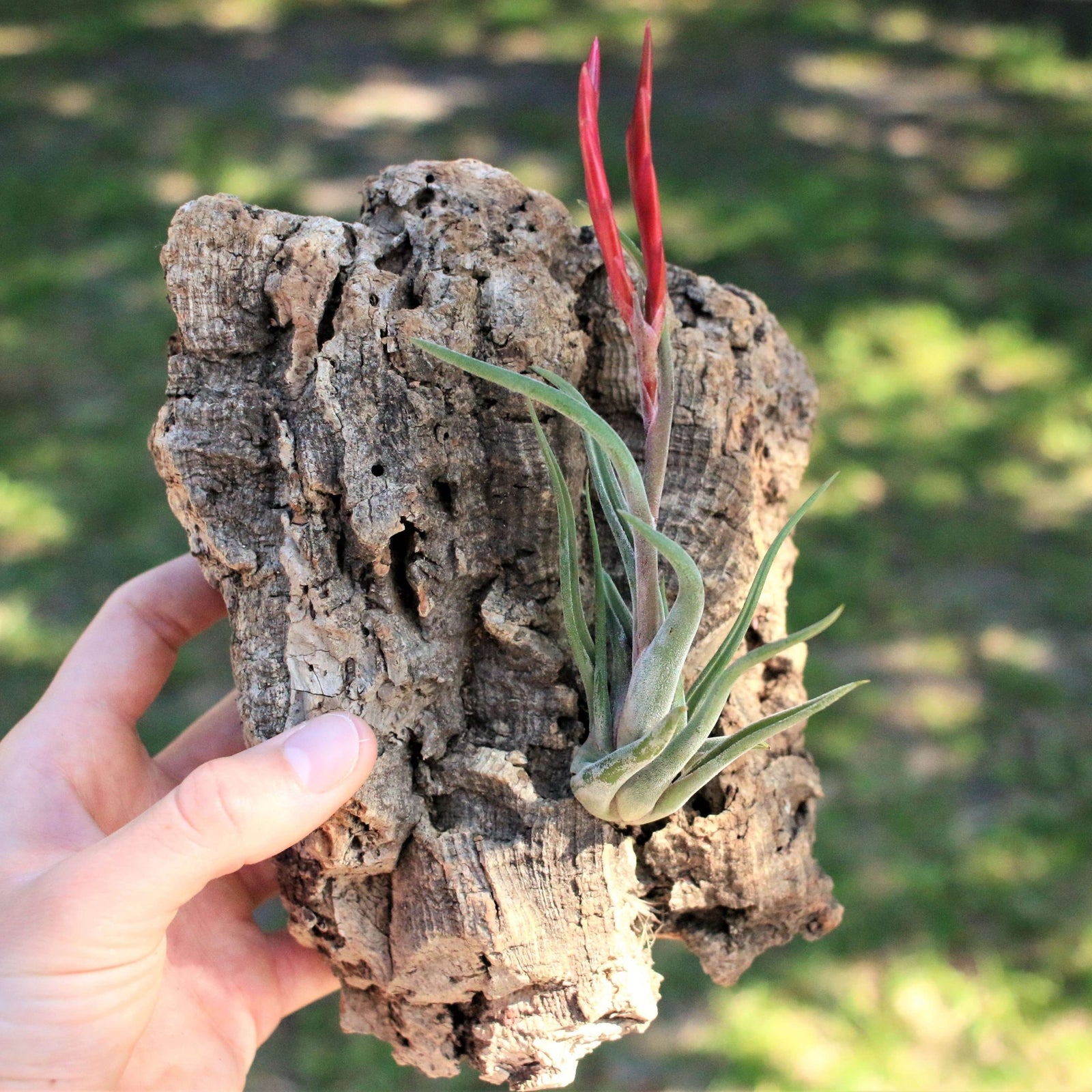 Cork Bark Chunks for Bio-active habitat bioactive organic - USMANTIS