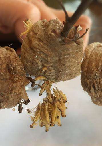 3 pack Chinese Mantis ooth egg Case live - USMANTIS