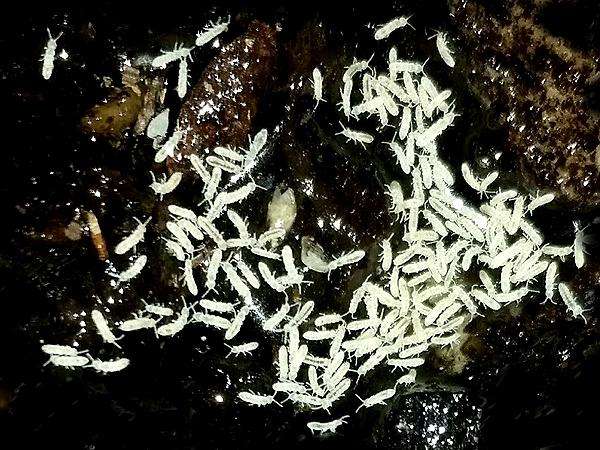 Dwarf Tropical White Isopods (25 ct) + Temperate Springtails (8oz) Bioactive Bundle. - USMANTIS
