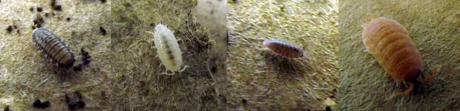 Dwarf Tropical White Isopods (25 ct) + Temperate Springtails (8oz) Bioactive Bundle. - USMANTIS