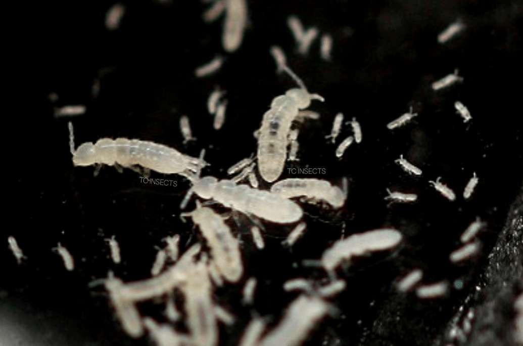 Dwarf Tropical White Isopods (25 ct) + Temperate Springtails (8oz) Bioactive Bundle. - USMANTIS