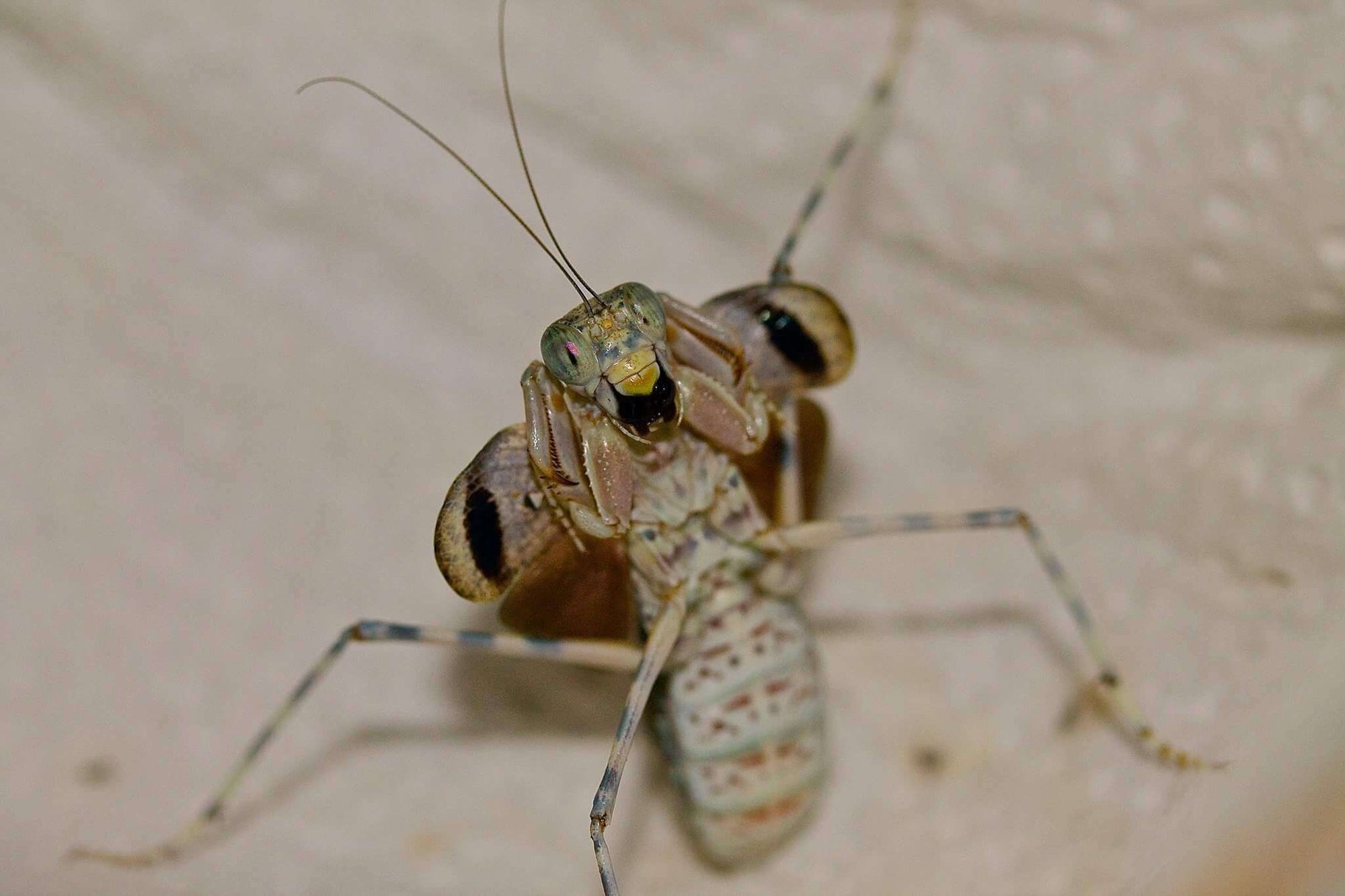 Eremiaphila species. Desert mantis - USMANTIS