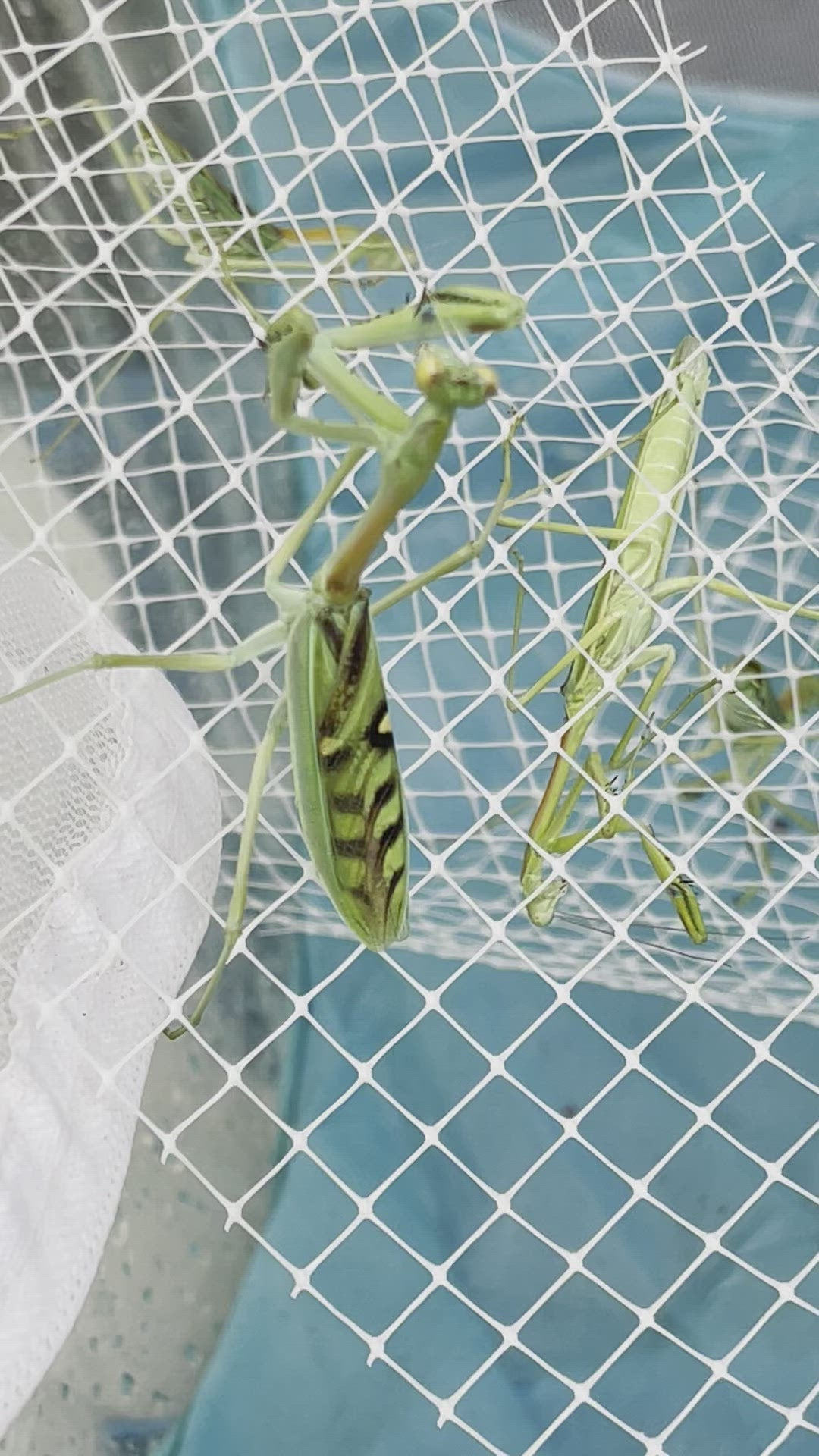 Omomantis zebrata Mantis cebra ¡hermosa!