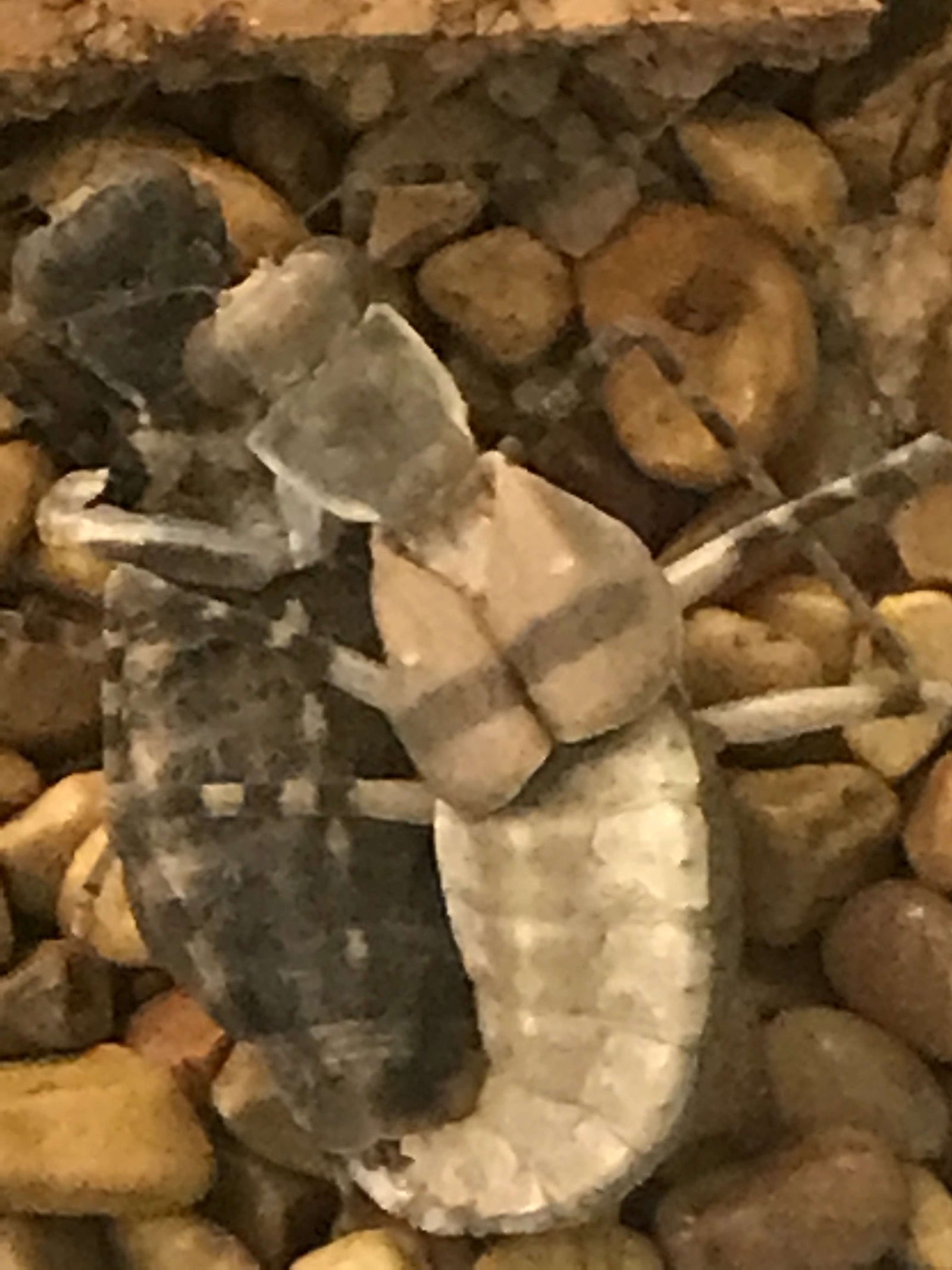 Eremiaphila species. Desert mantis - USMANTIS