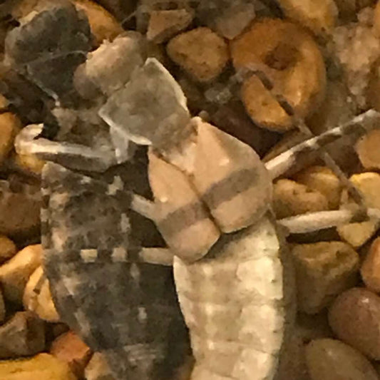 Eremiaphila species. Desert mantis - USMANTIS