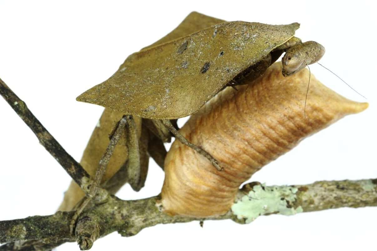 Deroplatys truncata - USMANTIS