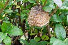 Chinese Praying Mantis ooth eggs case live bulk wholesale - USMANTIS