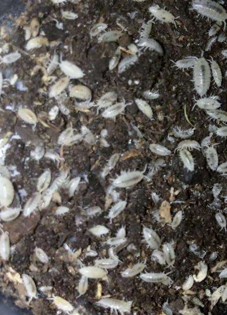 Dwarf Tropical White Isopods - USMANTIS
