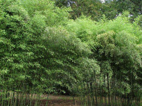 Bamboo Twigs Branches natural grown by us in the USA. Organic - USMANTIS