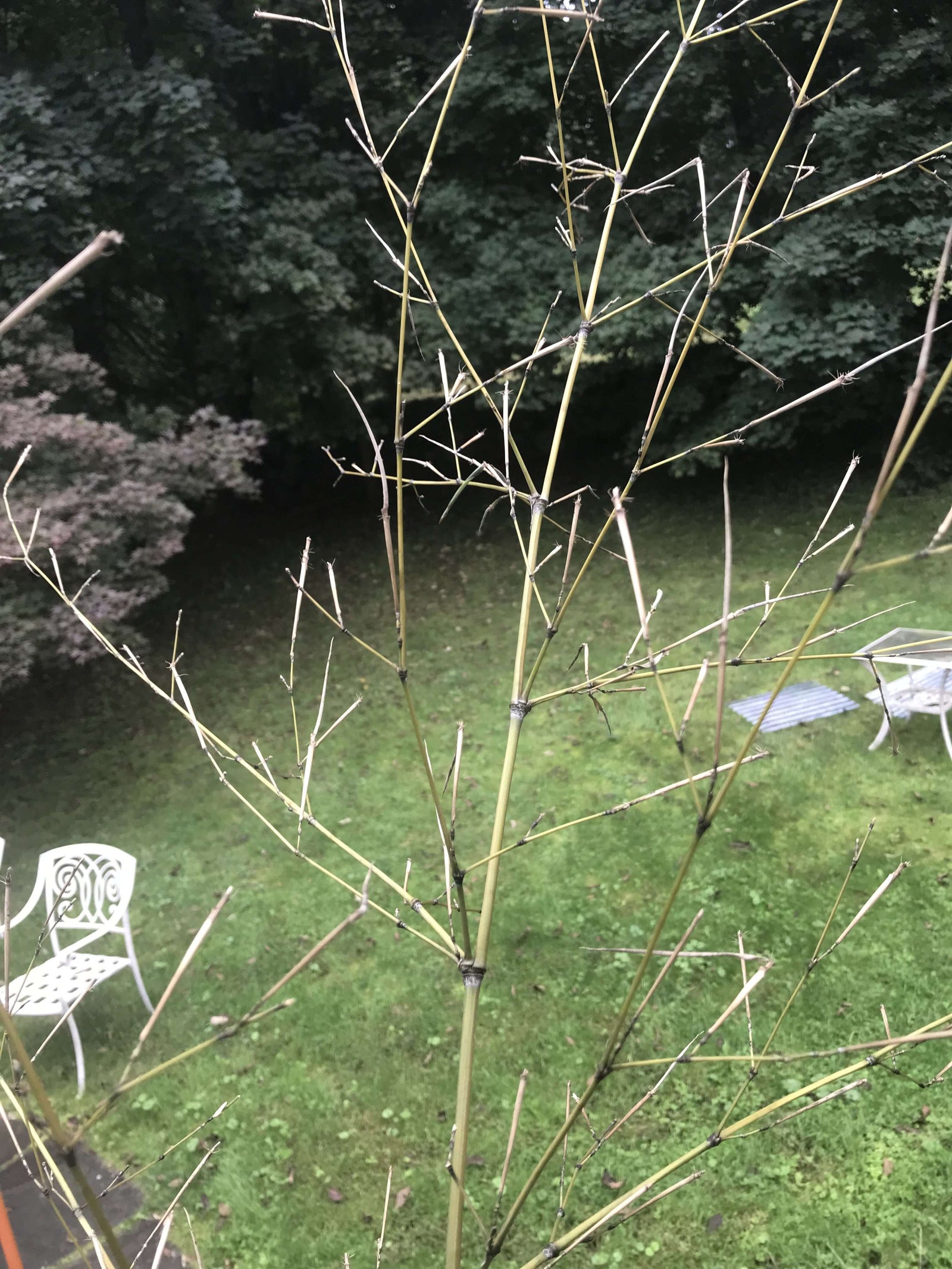 Bamboo Twigs Branches natural grown by us in the USA. Organic - USMANTIS