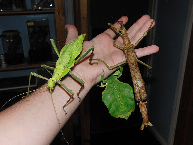 heteropterys dilatata - USMANTIS