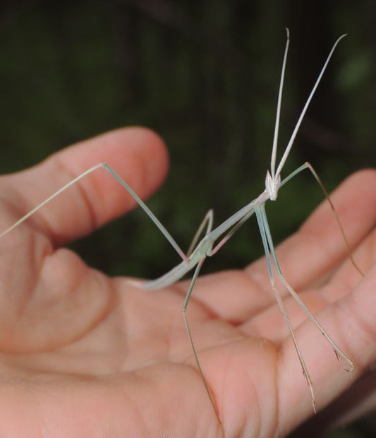 Schizocephala bicornis - Indian Stick Mantis - USMANTIS