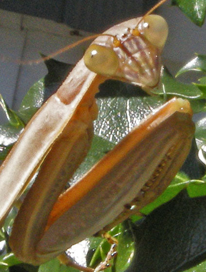 Tenodera angustipennis praying mantis - USMANTIS