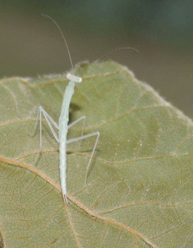 Sinomantis denticulata “Glass Mantis” - USMANTIS