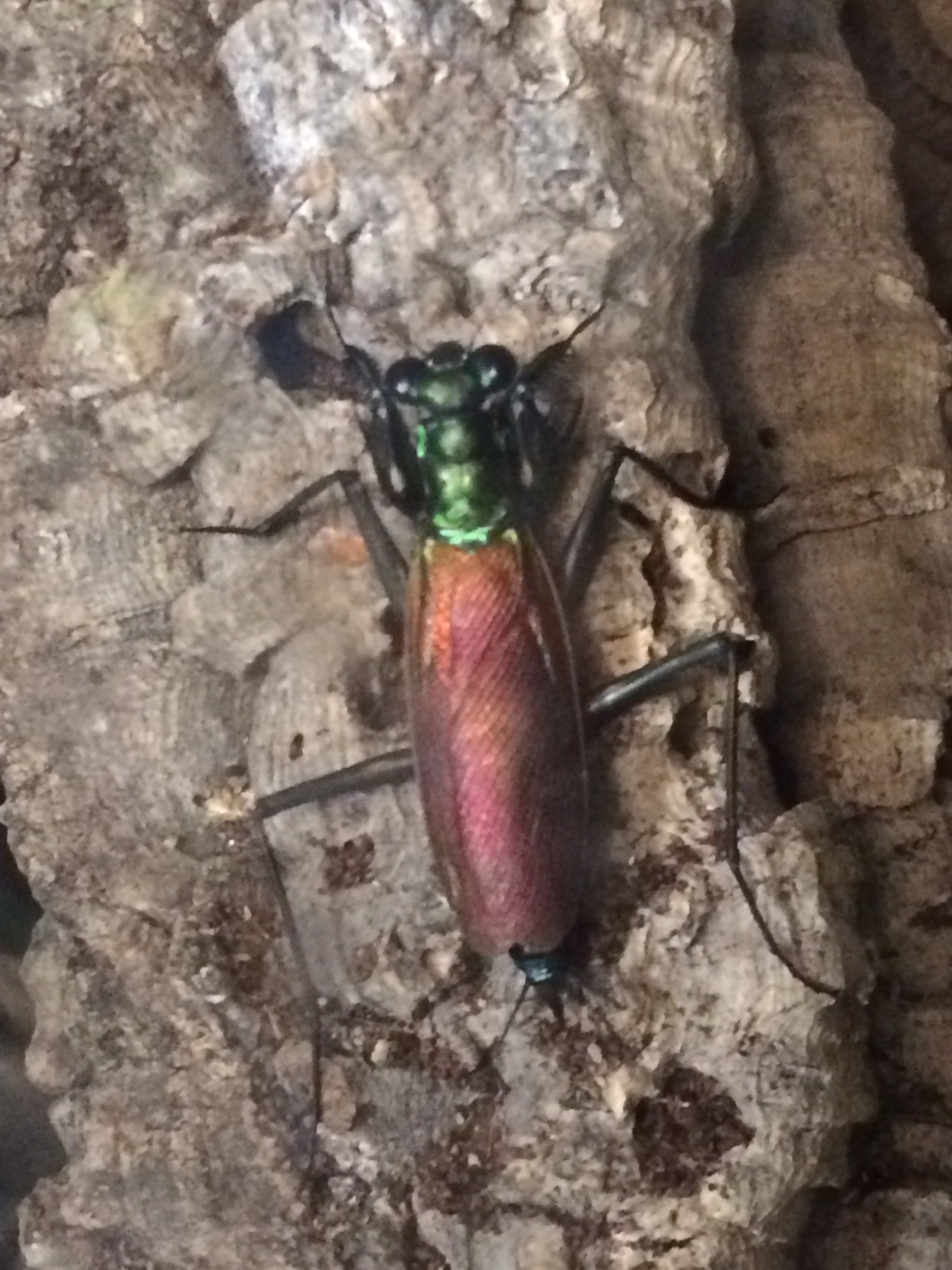 Metallyticus splendidus. Iridescent bark mantis - USMANTIS