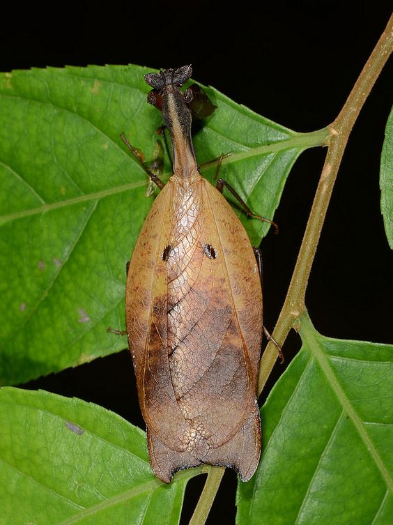 Metilia sp. Dead Leaf mantis - USMANTIS