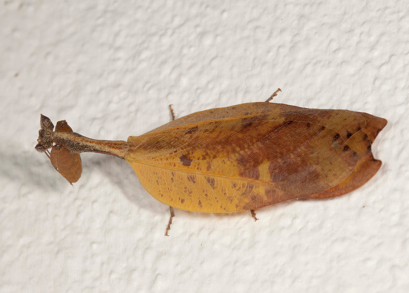 Metilia sp. Dead Leaf mantis - USMANTIS