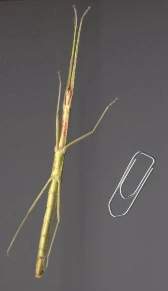 Carausius morosus 'Indian' or 'laboratory' stick insects 6-pack sale - USMANTIS