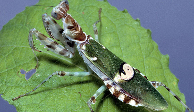 Indian Flower Mantis (Creoboter meleagris). - USMANTIS