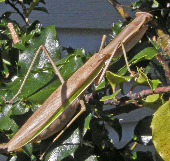 Tenodera angustipennis praying mantis - USMANTIS