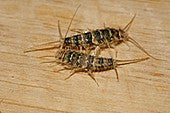 Firebrats. Thermobia feeder insects starter colonies - USMANTIS
