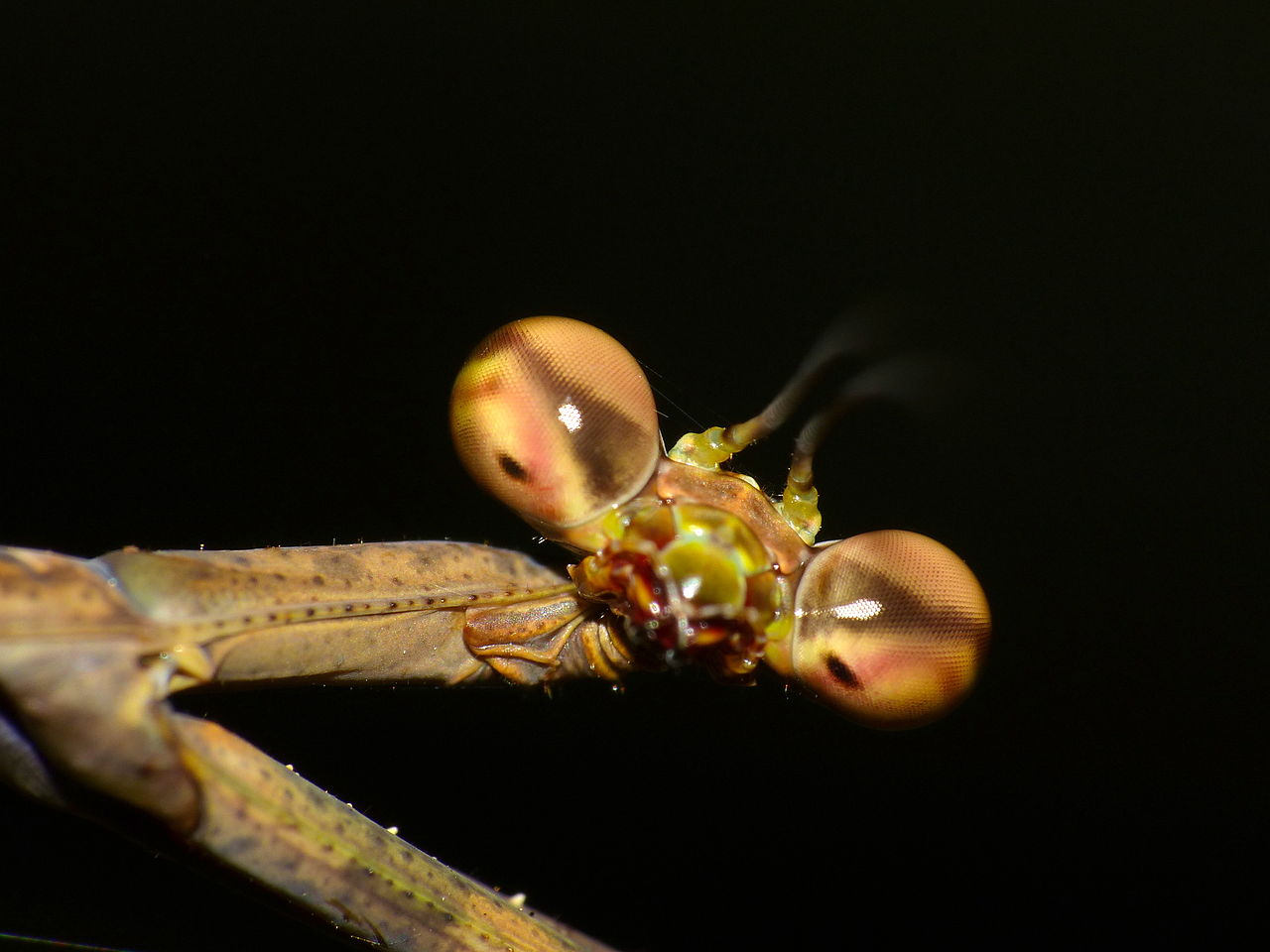Euchomenella SalesGiraffe Heteroptera mantis on sale(Long Neck mantises) - USMANTIS