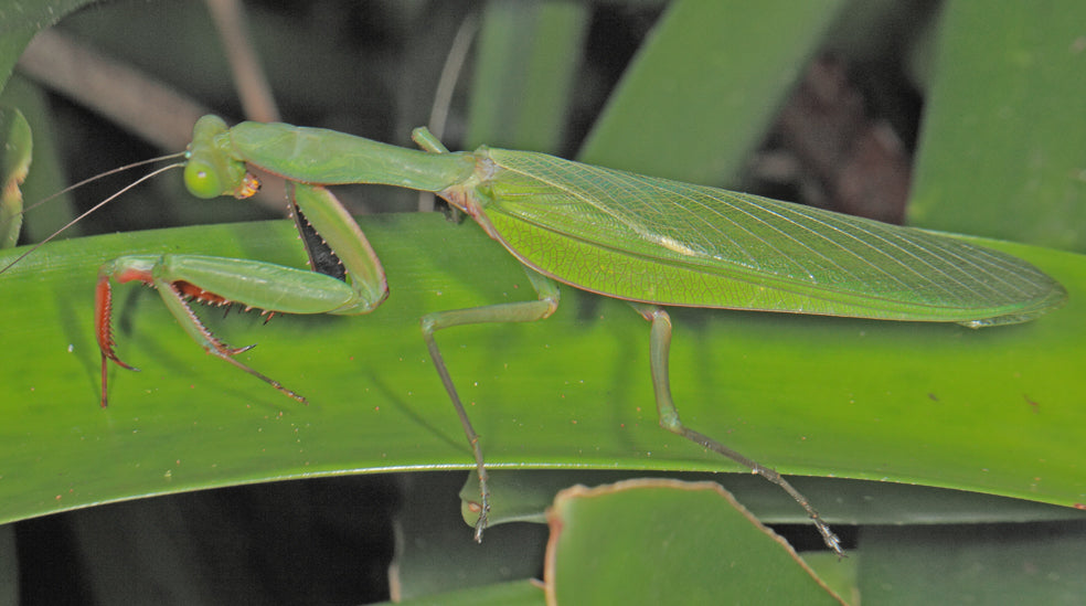 Hierodula majuscula - Giant Australian Rainforest mantis - USMANTIS