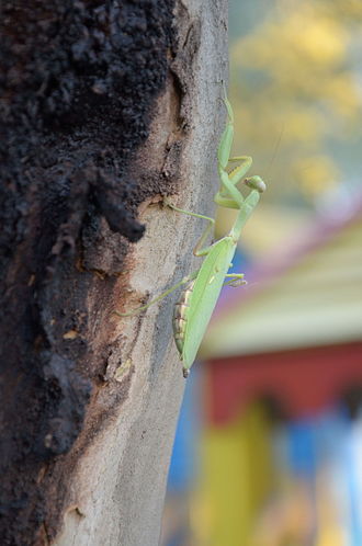 Hierodula majuscula - Giant Australian Rainforest mantis - USMANTIS