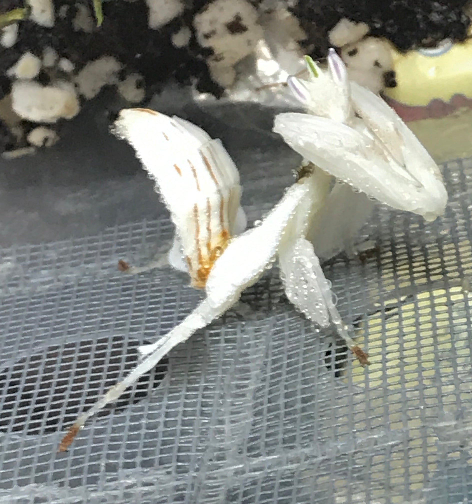 Hymenopus coronatus - Orchid Flower mantis "Kung Fu Mantis" - USMANTIS