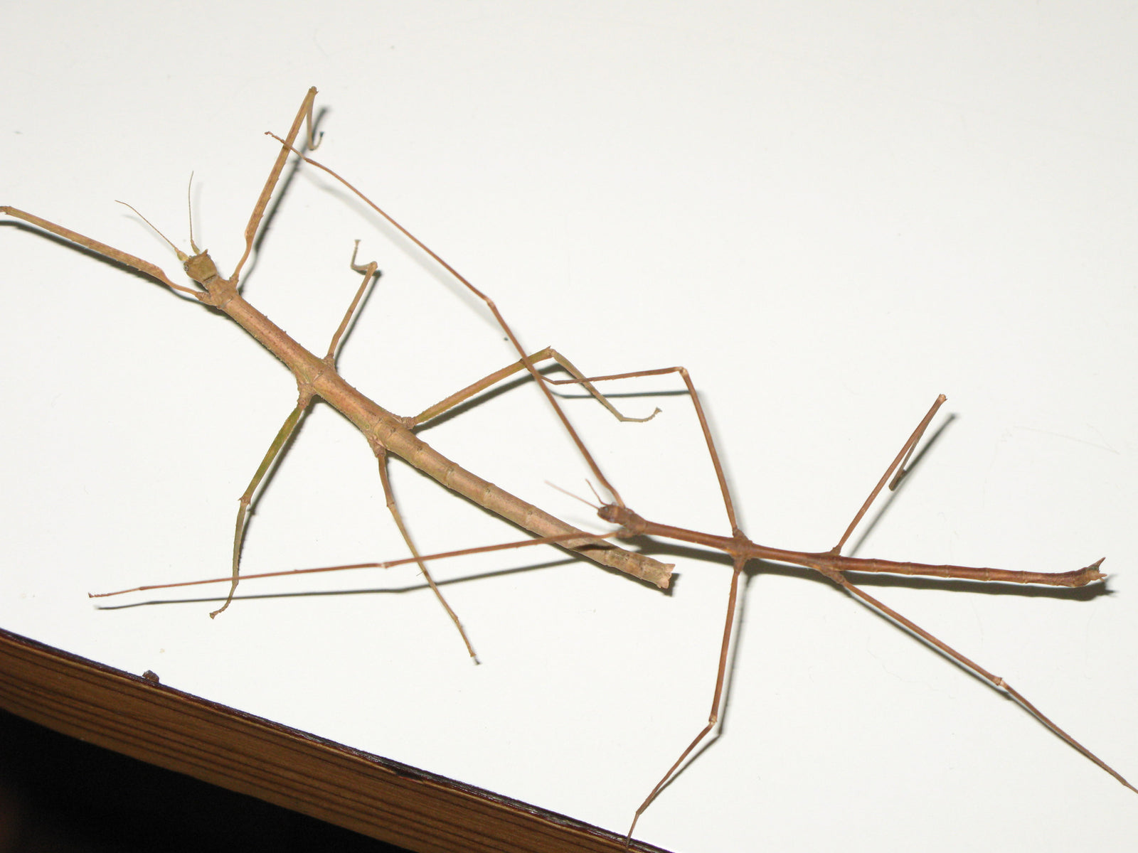 Medauroidea extradentata - Annam Walking Stick - USMANTIS