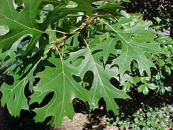 Live Oak Leaf Litter (1 Gallon) Natural bio-active substrate for terrariums and vivariums - USMANTIS