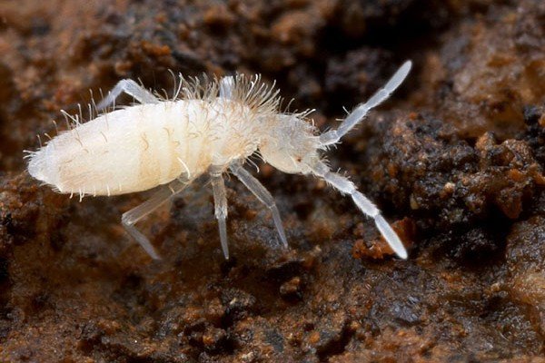 Springtails Bio-active Cleaners and feeders for your habitats - USMANTIS