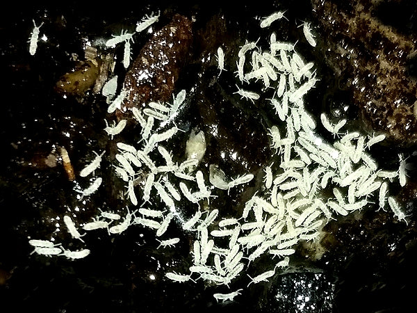 Springtails Bio-active Cleaners and feeders for your habitats - USMANTIS