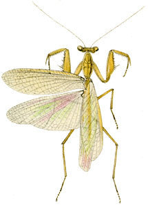 Tropidomantis tenera - USMANTIS