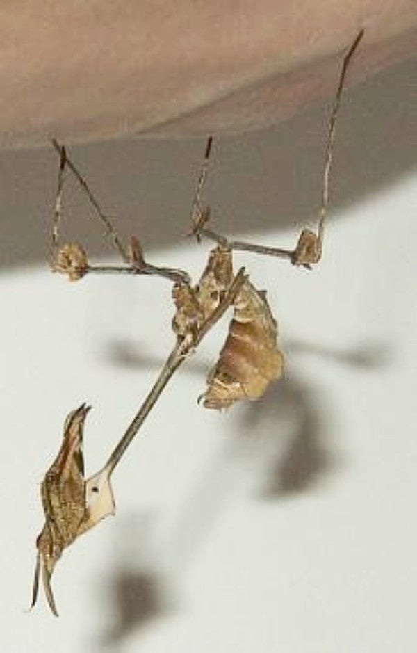 Gongylus gongylodes Violins Mantis ooth nymphs - USMANTIS