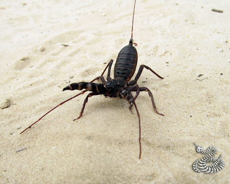 Vinegaroons - USMANTIS