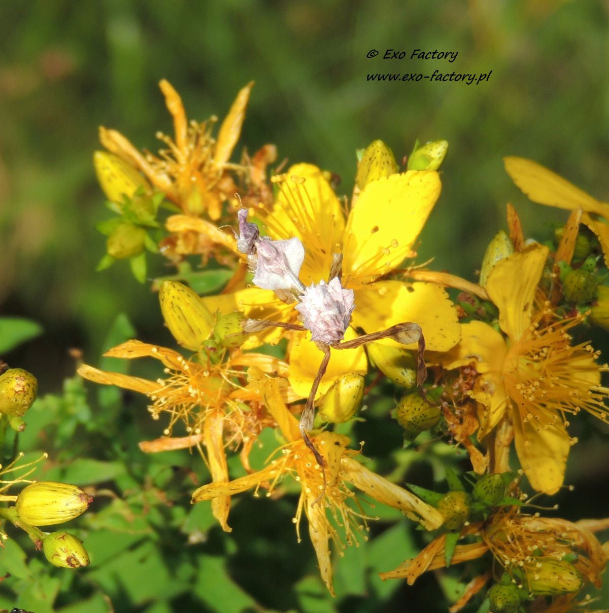 Idolomantis diabolica Devils Flower Praying Mantis - USMANTIS