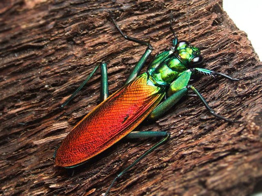 Metallyticus splendidus. Iridescent bark mantis - USMANTIS